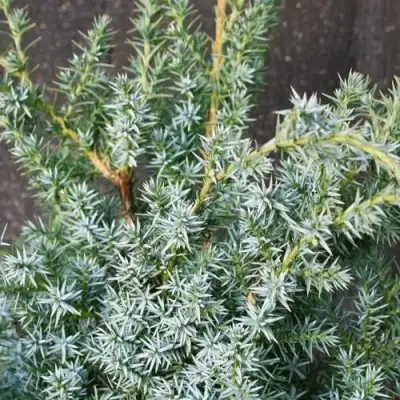 Можжевельник БЛЮ АЛЬПС китайский  в Бресте