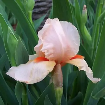 Ирис ПАТИ ДРЕСС бородатый в Бресте