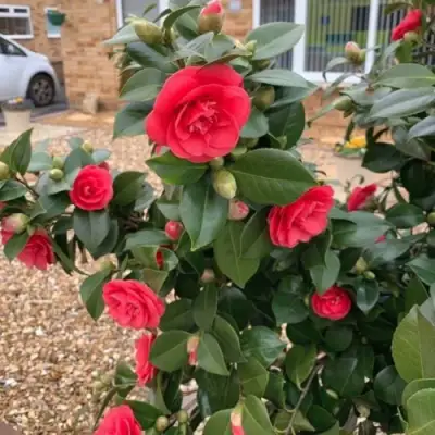 Камелия ЛЕДИ КЭМПБЕЛЛ в Бресте