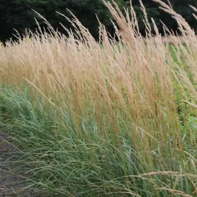 Вейник КАРЛ ФОРСТЕР остроцветковый в Бресте