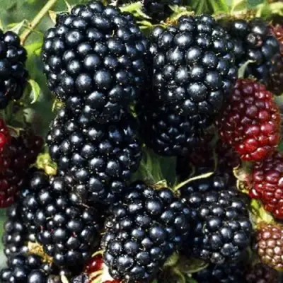 Ежевика ЭВЕРГРИН бесшипная  в Бресте