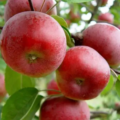 Яблоня ПОСПЕХ в Бресте