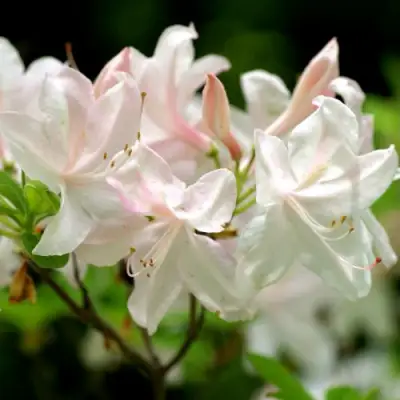 Азалия УАЙТ ЛАЙТС листопадная в Бресте