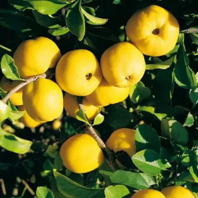 Айва ЦЕЗАРЬ в Бресте