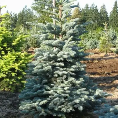 Пихта благородная в Бресте