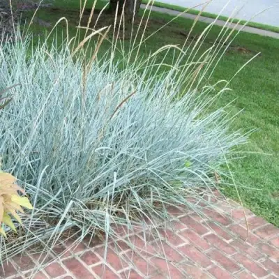 Элимус БЛЮ ДЮН песчаный в Бресте