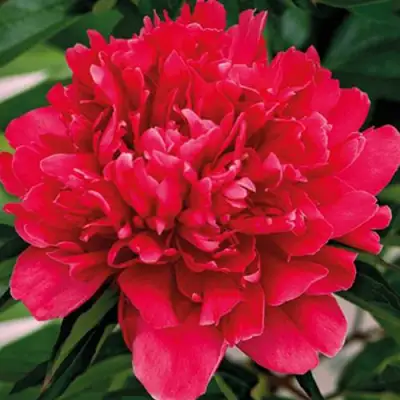 Пион ГЕНЕРАЛ МАК-МАГОН травянистый в Бресте