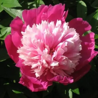 Пион КАПЛЯ РОСЫ травянистый в Бресте