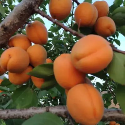 Абрикос ГОЛД РИЧ в Бресте