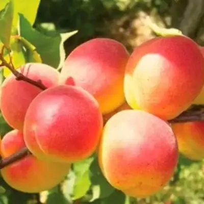 Абрикос NJA-19 в Бресте