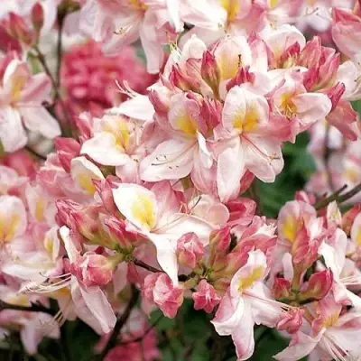 Азалия САТОМИ японская в Бресте