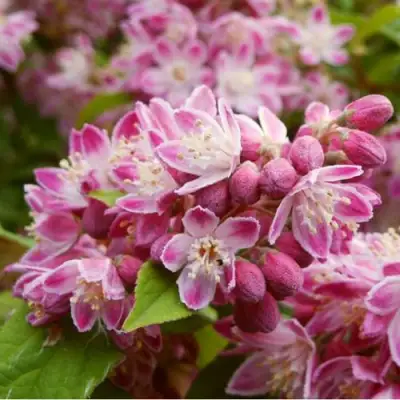 Дейция СТРОБЕРРИ ФИЛДС  в Бресте