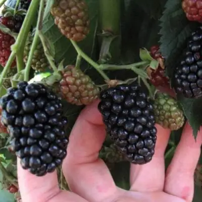 Ежевика НЕБЕСА МОГУТ ПОДОЖДАТЬ бесшипная  в Бресте