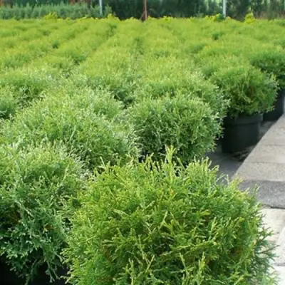 Туя ТИНИ ТИМ западная в Бресте