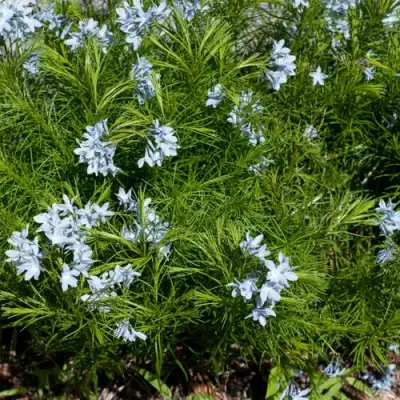 Амсония РЕСНИТЧАТАЯ в Бресте