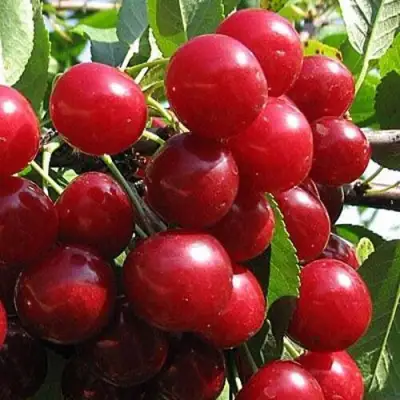 Вишня ГЛУБОКСКАЯ в Бресте