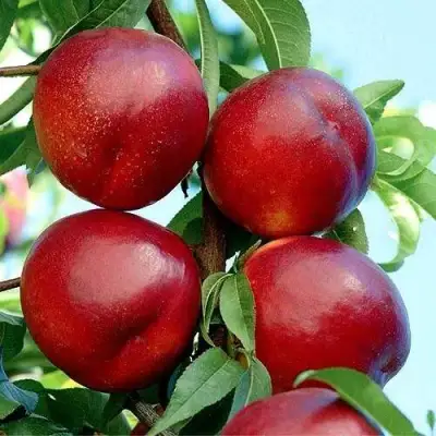 Нектарин БИГ-ТОП в Бресте