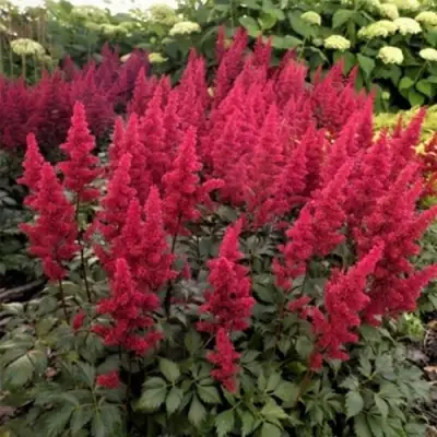 Астильба ФАНАЛ в Бресте