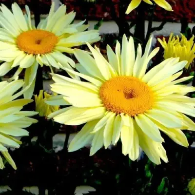 Нивяник БРОДВЕЙ ЛАЙТС великолепный в Бресте