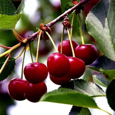 Вишня РИВАЛ в Бресте