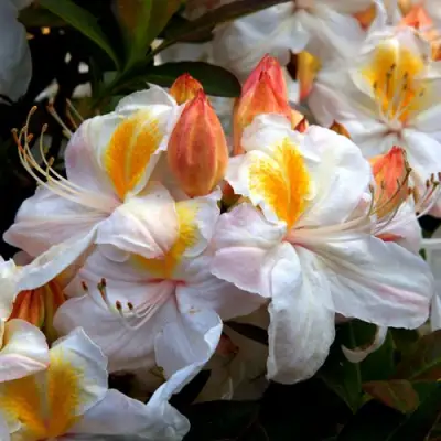 Азалия СИЛЬВЕР СЛИППЕР листопадная в Бресте