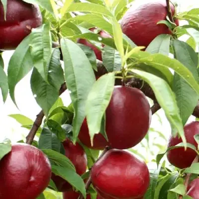 Нектарин ФАНТАЗИЯ в Бресте