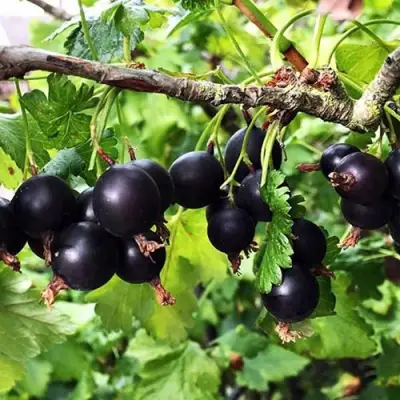 Йошта КРЫМСКАЯ в Бресте