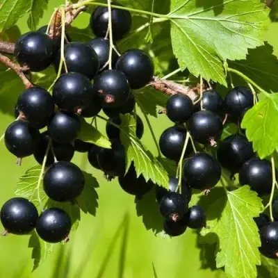 Смородина чёрная БЕЛОРУССКАЯ СЛАДКАЯ в Бресте