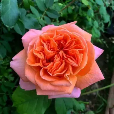 Роза РЕНЕ ГОССИНИ чайно-гибридная в Бресте