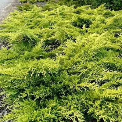 Можжевельник ОЛД ГОЛД средний в Бресте