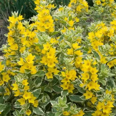 Вербейник АЛЕКСАНДР точечный в Бресте