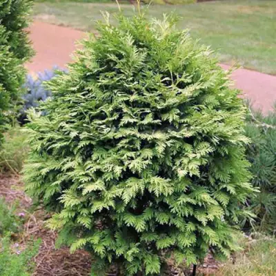 Туя ВАРЕАНА ЛЮТЕСЦЕНС западная в Бресте