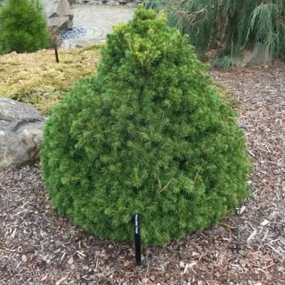 Ель ТОМПА обыкновенная в Бресте