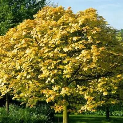 Клен ложноплатановый в Бресте