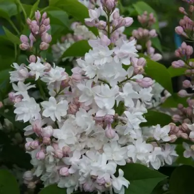 Сирень КРАСАВИЦА МОСКВЫ в Бресте