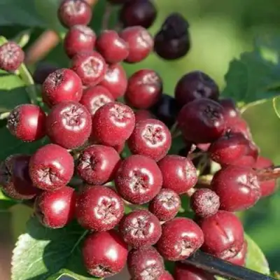 Рябина БУРКА сладкоплодная в Бресте