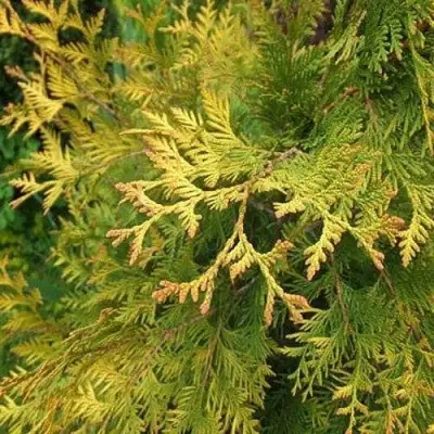 Туя ГОЛДЕН БРАБАНТ западная в Бресте