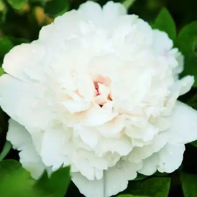 Пион СНЕЖНАЯ КРЕПОСТЬ древовидный в Бресте