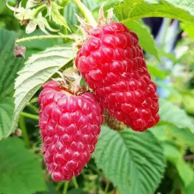 Малина ПШЕХИБА в Бресте