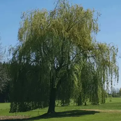 Ива белая в Бресте