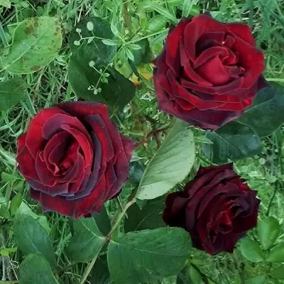 Роза ПАПА МЕЙЯН чайно-гибридная в Бресте