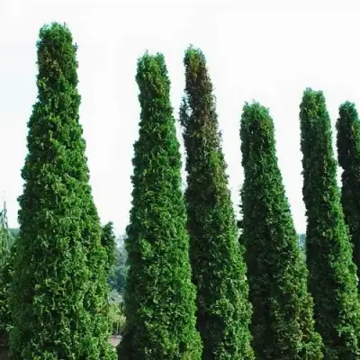 Туя ДЕГРУТ СПАЙР западная в Бресте