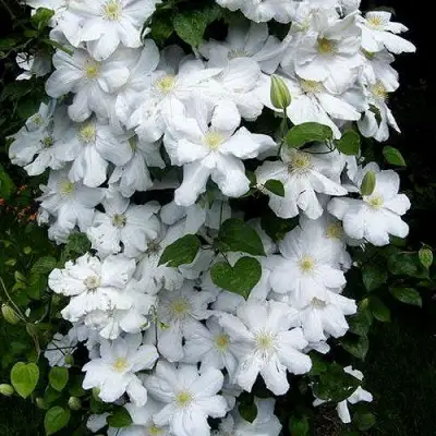 Клематис ТОКИ в Бресте