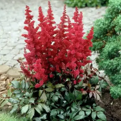 Астильба ГРАНАТ Арендса в Бресте