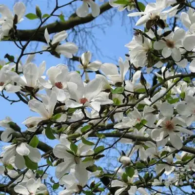 Магнолия АЛЬБА СУПЕРБА в Бресте