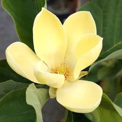 Магнолия ЕЛЛОУ ЛАНТЕРН в Бресте