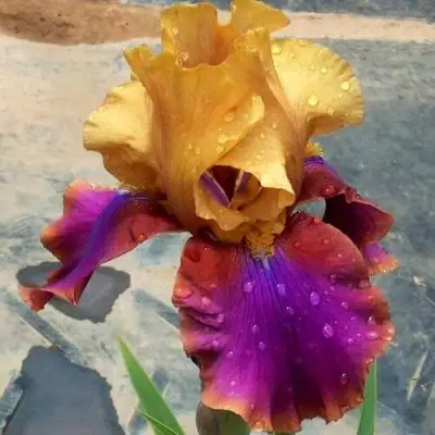 Ирис ГАЛА МАДРИД бородатый в Бресте