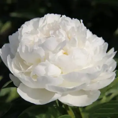 Пион СНЕЖНАЯ КРЕПОСТЬ древовидный в Бресте