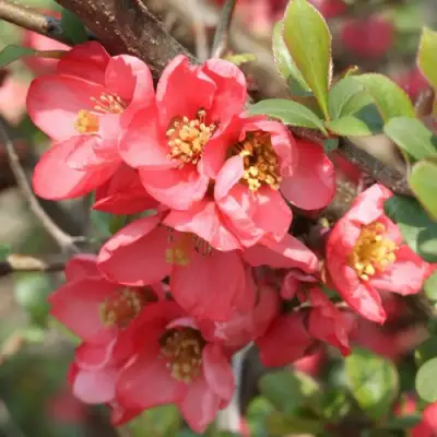 Айва ПИНК КВИН в Бресте