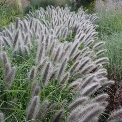 Пеннисетум БЛЭК БЬЮТИ в Бресте